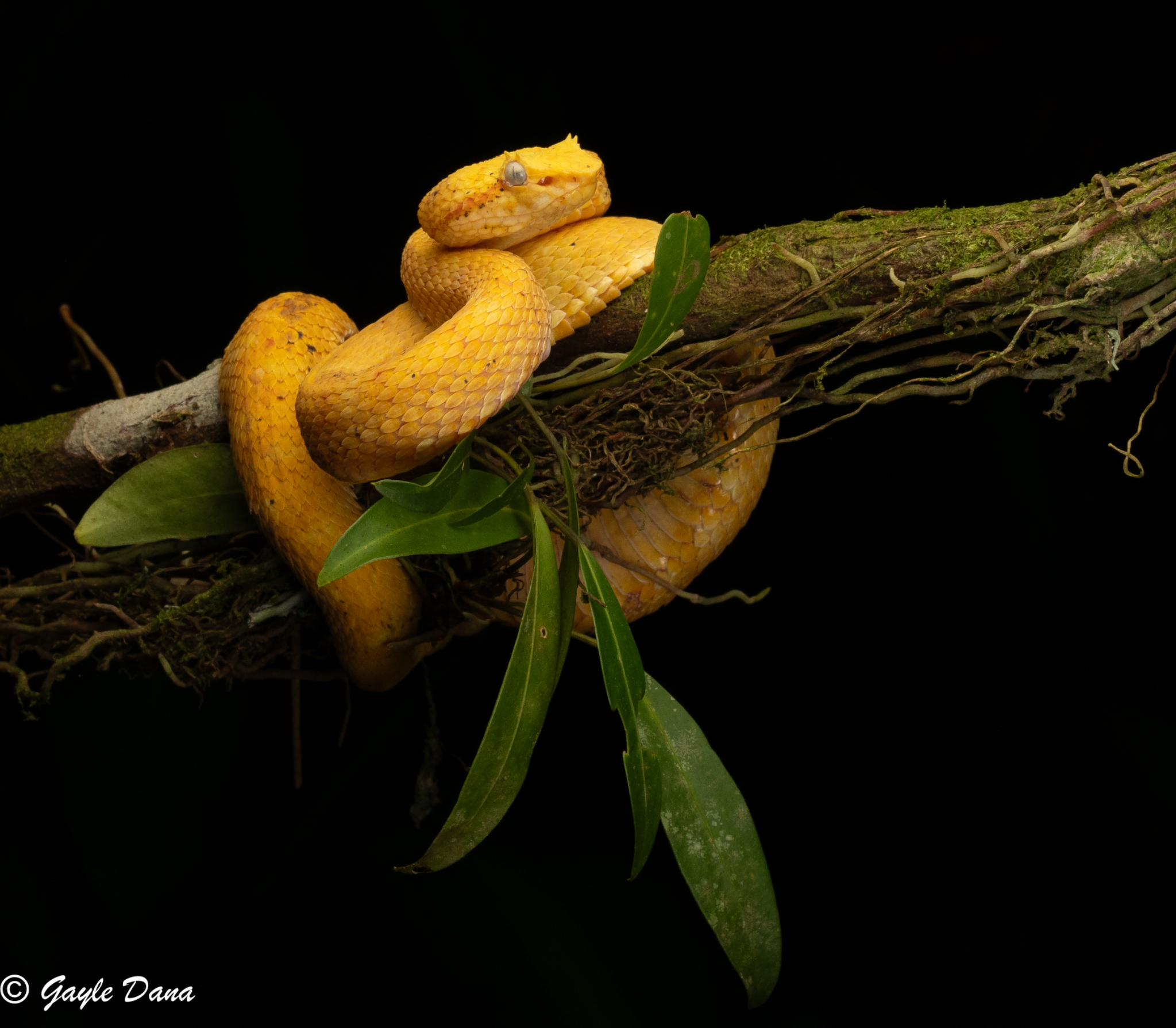 Eyelash Pit Viper
